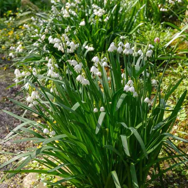 Bulbes à fleurs à planter à l'automne - Leucojum Aestivum (x8) - face recto